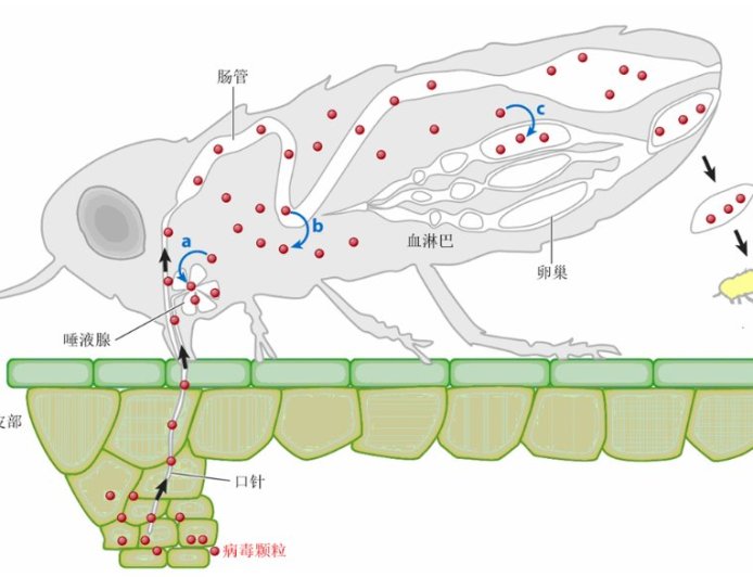 病毒为何选择定制的昆虫便车？科学家尝试“乱点鸳鸯谱”有了新发现
