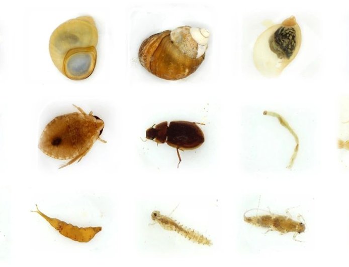 中国科学院成功研发出底栖动物智能识别系统：准确率达 90% 以上，全程高度自动化