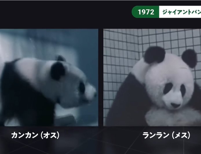 中国熊猫回去了，日本这个熊猫小镇还撑得下去吗？