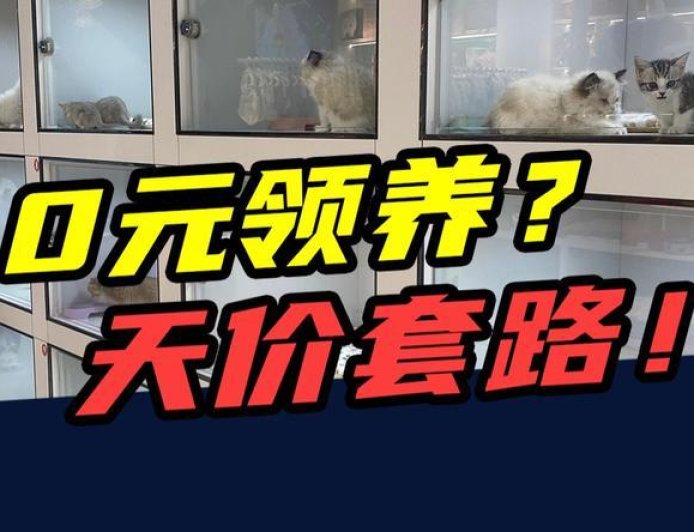 0元领养蓝猫，2年花掉12000元？