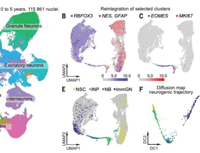 一场持续百年的脑科学争论，终于迎来最有力答案