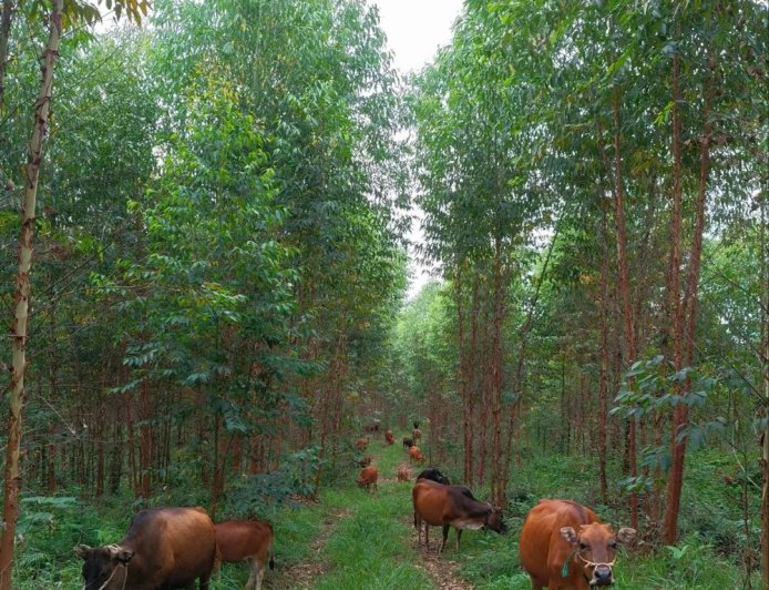 “疯狂”的夏至菇