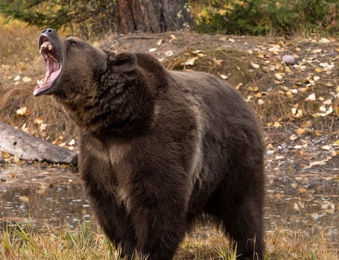 Woman saves husband's life with bear spray during grizzly attack in wilderness