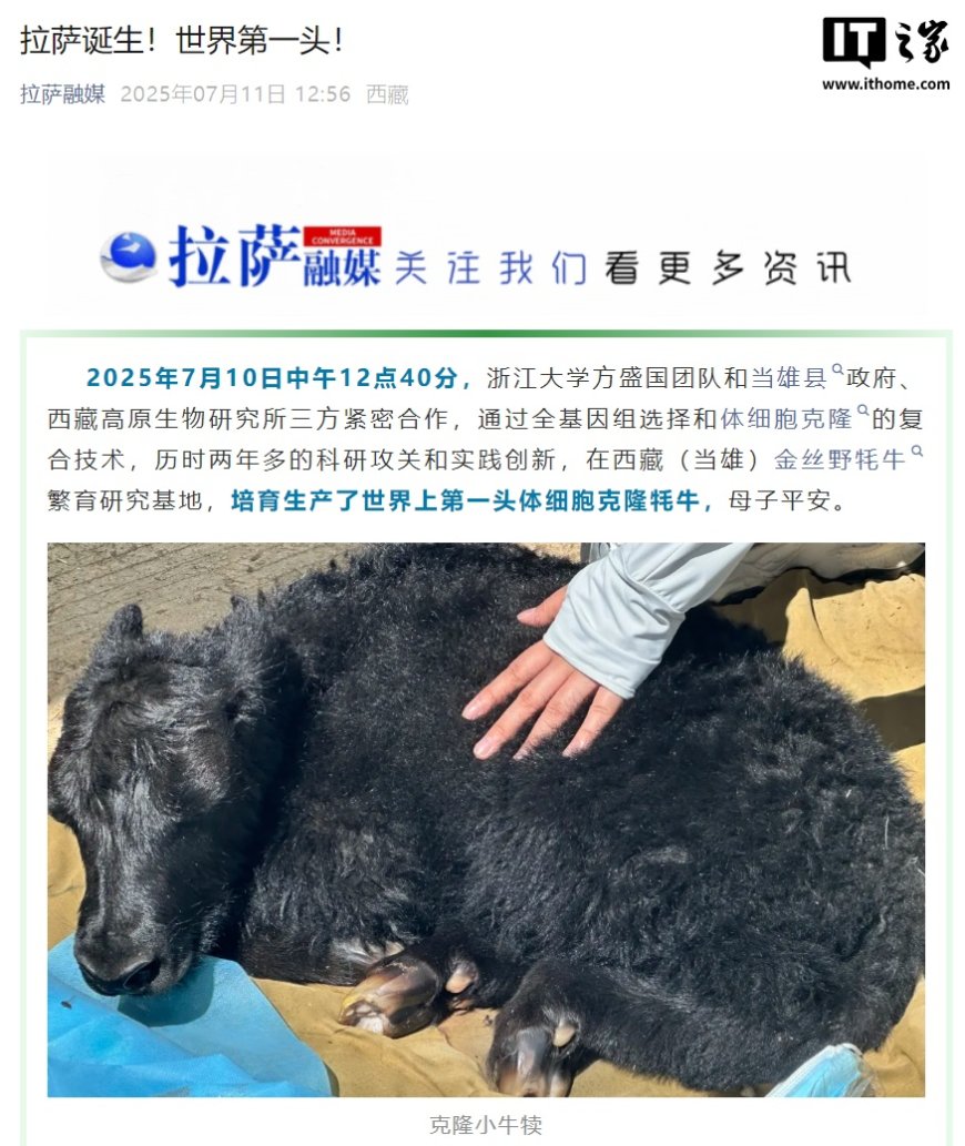 两个世界首例,体细胞克隆牦牛、犏牛在西藏诞生