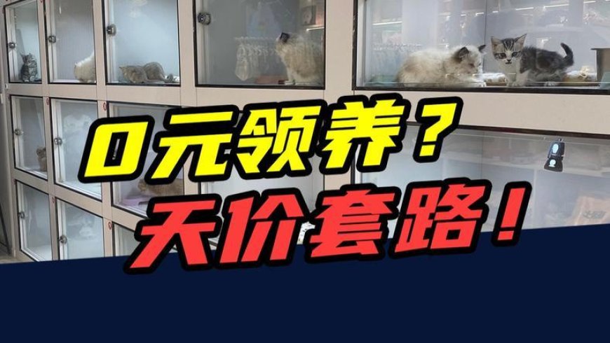 0元领养蓝猫，2年花掉12000元？