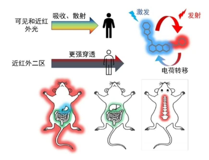 中国科学院研发新型荧光探针分子,可让骨骼“发光”