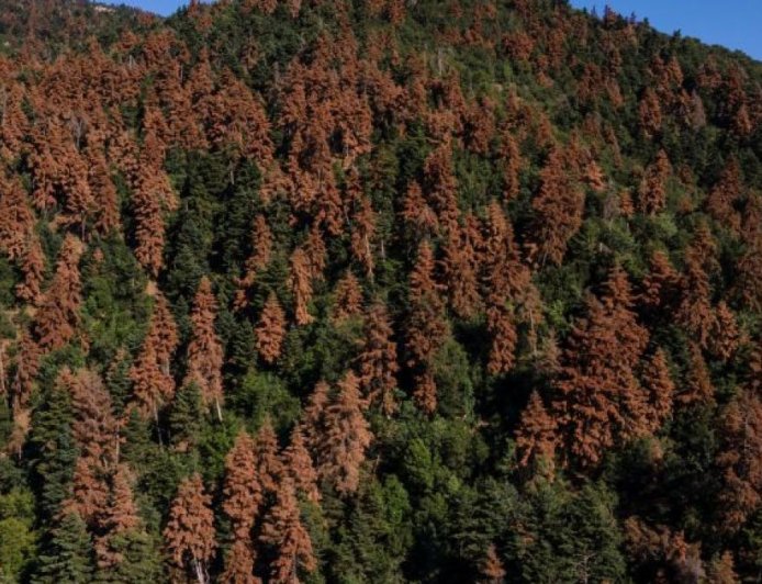 森林退化阻碍欧洲气候目标