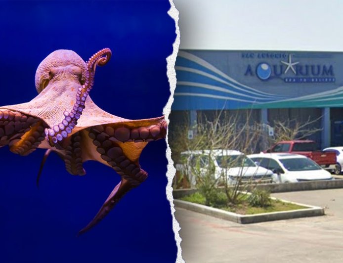 Octopus latches onto 6-year-old boy, refusing to release, mother says, showing footage of the child's injuries