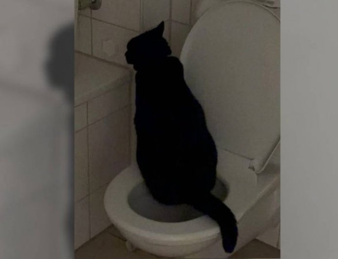 馬桶多年懸案兇手竟是牠!飼主傻眼:不會沖水也學人用廁所