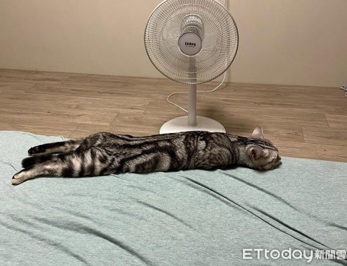 美短睡覺變「直挺挺海參」 超長一條趴床上還記得收手手