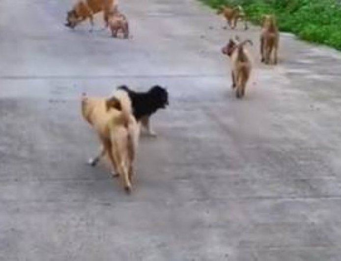 工作無法養狗!OL送哈士奇回老家 1年後嚇傻:多出160隻幼犬