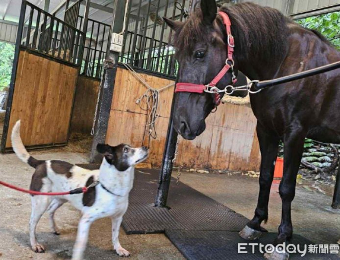 老犬離世獨留愛馬情緒低落 他領養乳牛犬「立刻變麻吉」像老朋友