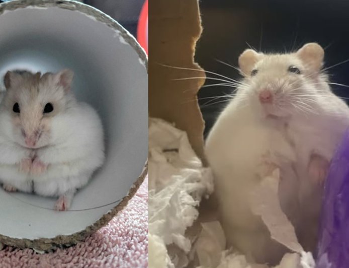 主人亂餵飼料「胖成阿嬤養的」 74克倉鼠收容所努力瘦身找新家