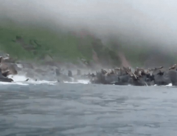 遇俄8.8強震土石崩落！數十隻海獅嚇到集體跳海...驚慌逃竄