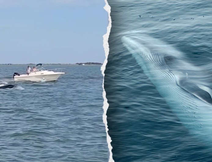 Boat collision with whale sends passenger overboard, kills 20-foot marine mammal