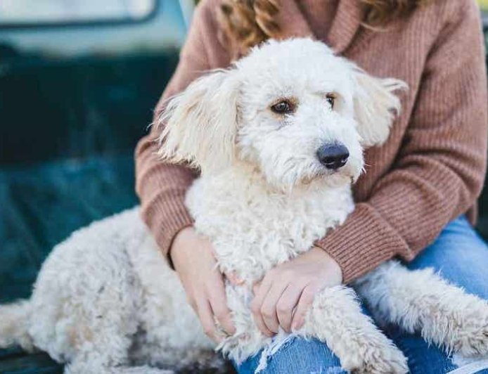 Would you date your pet? 1 in 3 say yes to AI version