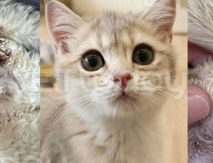 獨／破百萬品種貓送結紮竟1死！5隻傷口裂開　貓舍怒控動物醫院