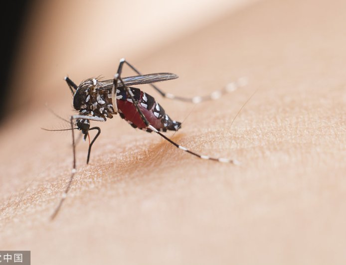 屈公病「台灣無疫苗、專治藥物」　胸腔醫急籲3招滅蚊防範