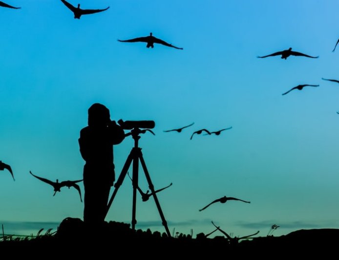 Spot more birds with these must-have gadgets for bird watchers