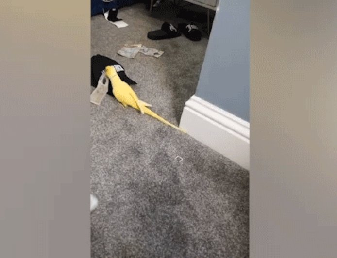 Parrot helps law enforcement uncover drug trafficking ring, leading to major bust