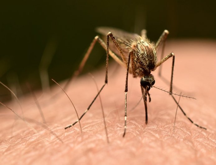 Could chikungunya virus spread to US? Here's what Americans should know