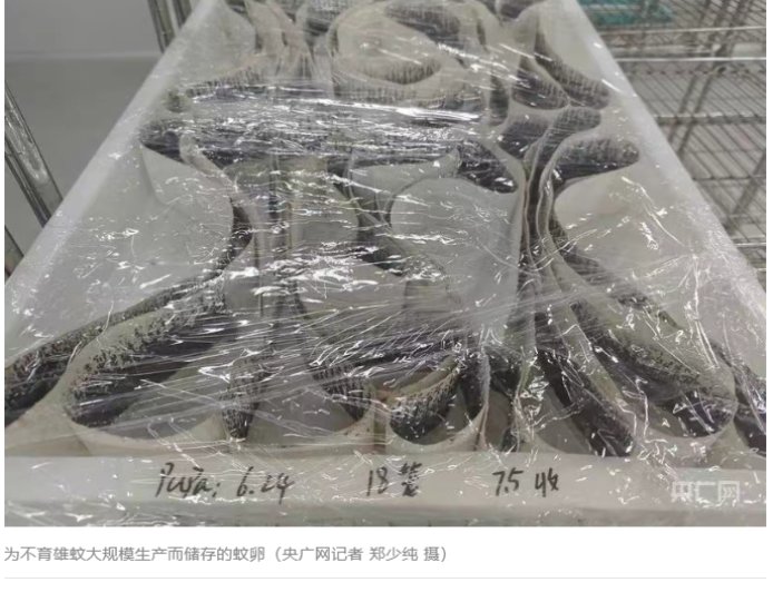 以蚊治蚊：广州释放“绝育雄蚊”对抗基孔肯雅热，周产 500 万只