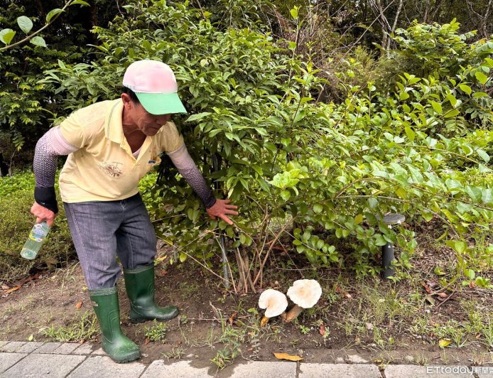 豪雨催生山苦瓜霸佔中央圓環 台南水道博物館雨後生態驚喜現身