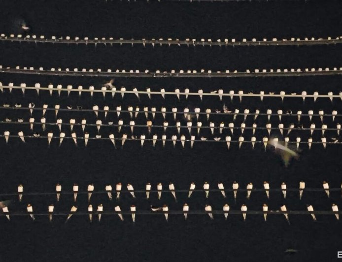 密集恐懼慎入！上萬燕子停滿旗山老街電線　居民：沒看過那麼多