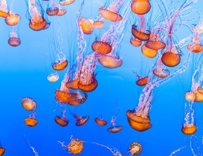 Nuclear plant on coastal waters shut down over massive jellyfish swarm