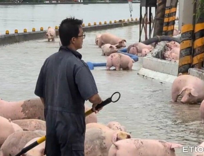 中南部暴雨「上千頭豬暴斃」沒豬可賣！全台肉品市場13日休市一天