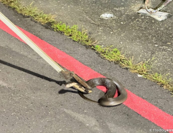 高雄小港眼鏡蛇出沒！近2月「3落網2在逃」　里長籲散步要小心