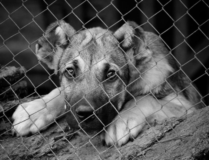 每公斤賣400元！雲林驚見65公斤「支解狗肉」　移工遭裁罰10萬