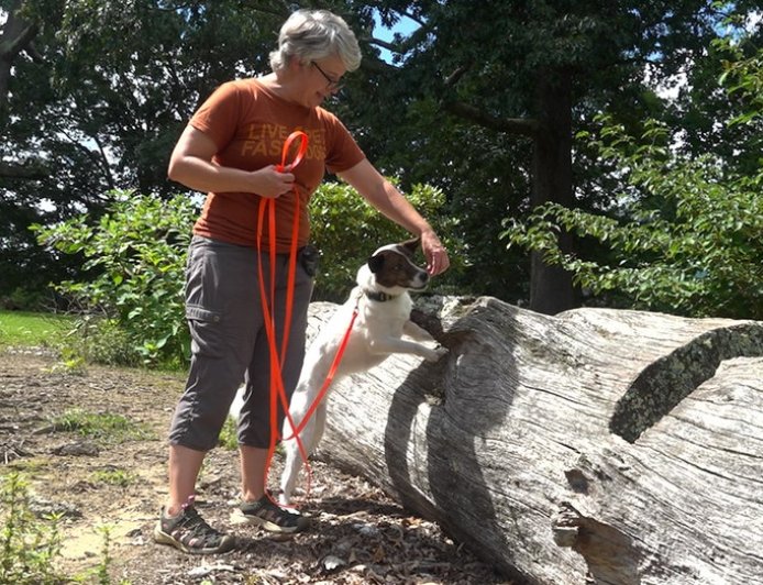 Virginia Tech study shows dogs can detect invasive lanternfly