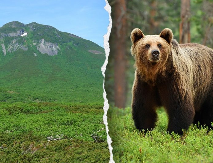 Hiker's friend watches in horror as brown bear drags man into bushes on mountain: report
