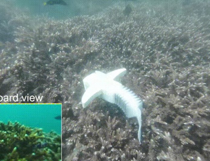 机器鱼“潜入”鱼群，我国科研团队研发新型柔性机器人