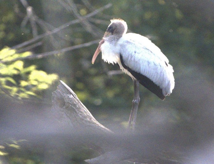 Rare sighting as threatened bird species likely got lost, ending up 1,000 miles from home in Wisconsin