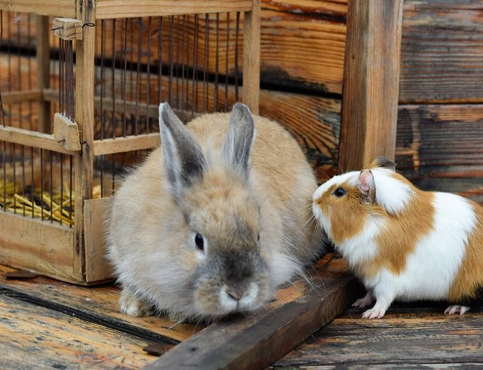 Would you donate pets for zoo to feed to its predators? Some say 'yes'