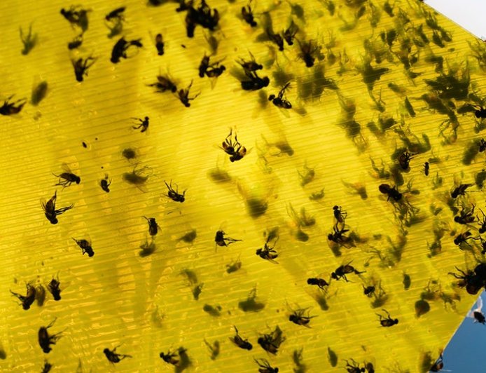 USDA announces $750M sterile fly breeding program to protect cattle from Mexican flesh-eating maggots