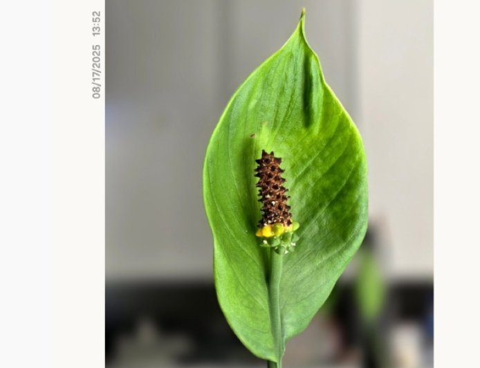 消息称三星 One UI 8 增加全新照片水印：可设置白 / 黑底，预计下版本推送