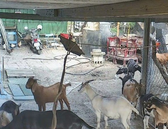 彰化120隻羊遭毒殺！飼主控地主為漲租「下藥滅羊」：大多已懷孕