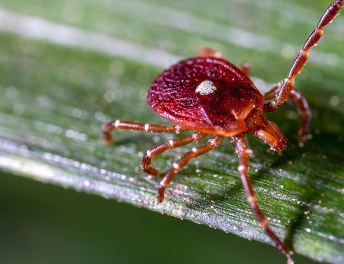 Martha’s Vineyard residents forced to go vegan, become ‘social pariahs’ because of bloodsucking insect