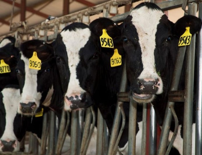 Six dead in dairy accident in rural Colorado plains area