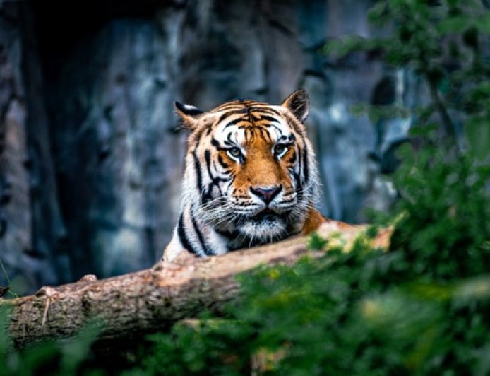 地方新闻精选 | 湖北鹤峰通报村民自称被“老虎”袭击 奔驰车逼停摩托车事件双方达成谅解