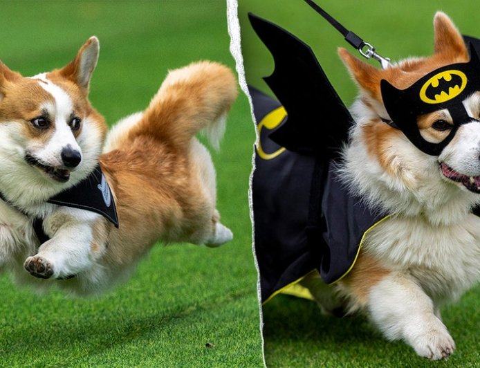 Thousands attend corgi competition featuring 120 teams from across Europe: 'He's really proud'
