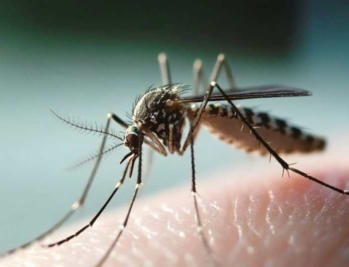 地方新闻精选 | 湖北多地提供基孔肯雅热免费检测 大理禁止在苍山违规组织“采菌游”