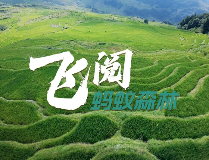 蚂蚁森林 9 年种下 6.19 亿棵树,蚂蚁集团为种树已累计协议捐资超 45 亿元