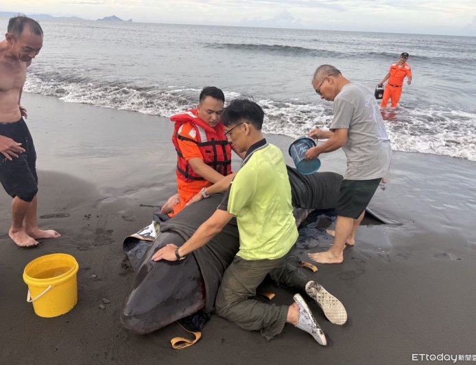 小抹香鯨母子遭鯊魚攻擊!擱淺蘇澳沙灘...傷勢嚴重人道處理