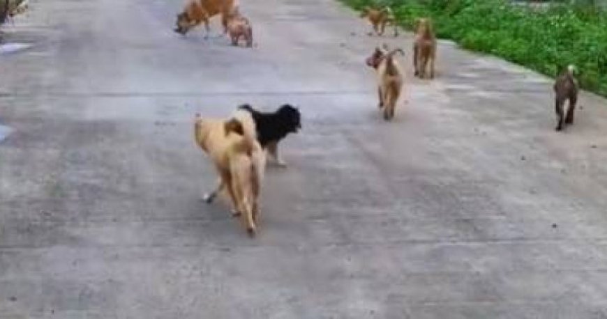 工作無法養狗！OL送哈士奇回老家　1年後嚇傻：多出160隻幼犬