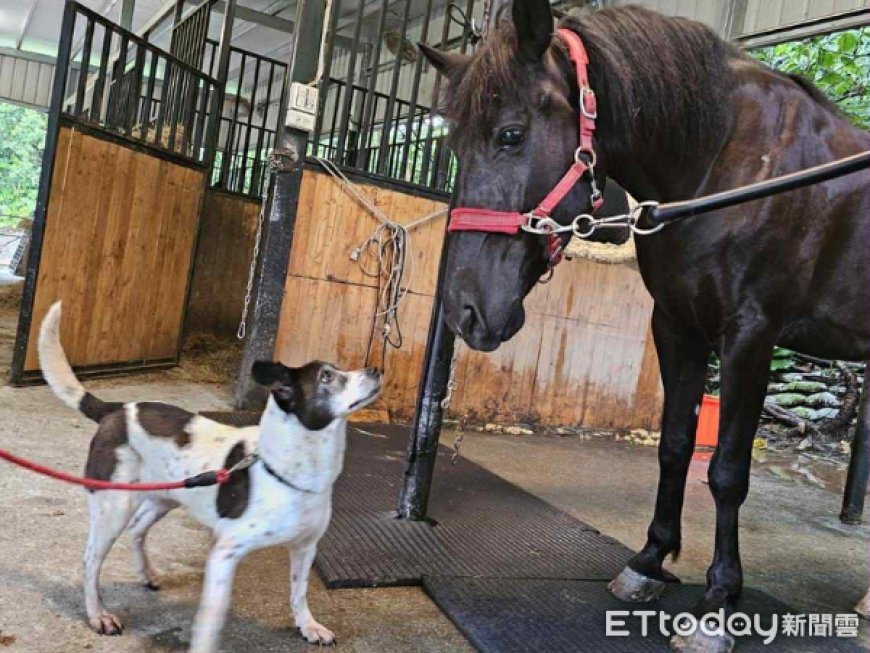 老犬離世獨留愛馬情緒低落　他領養乳牛犬「立刻變麻吉」像老朋友