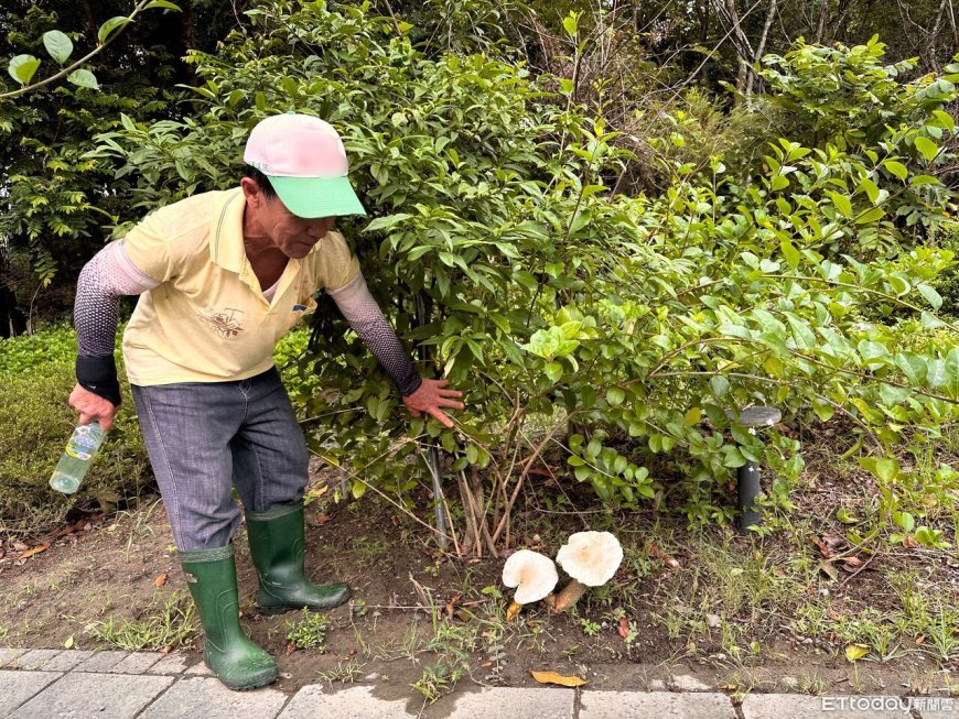 豪雨催生山苦瓜霸佔中央圓環　台南水道博物館雨後生態驚喜現身